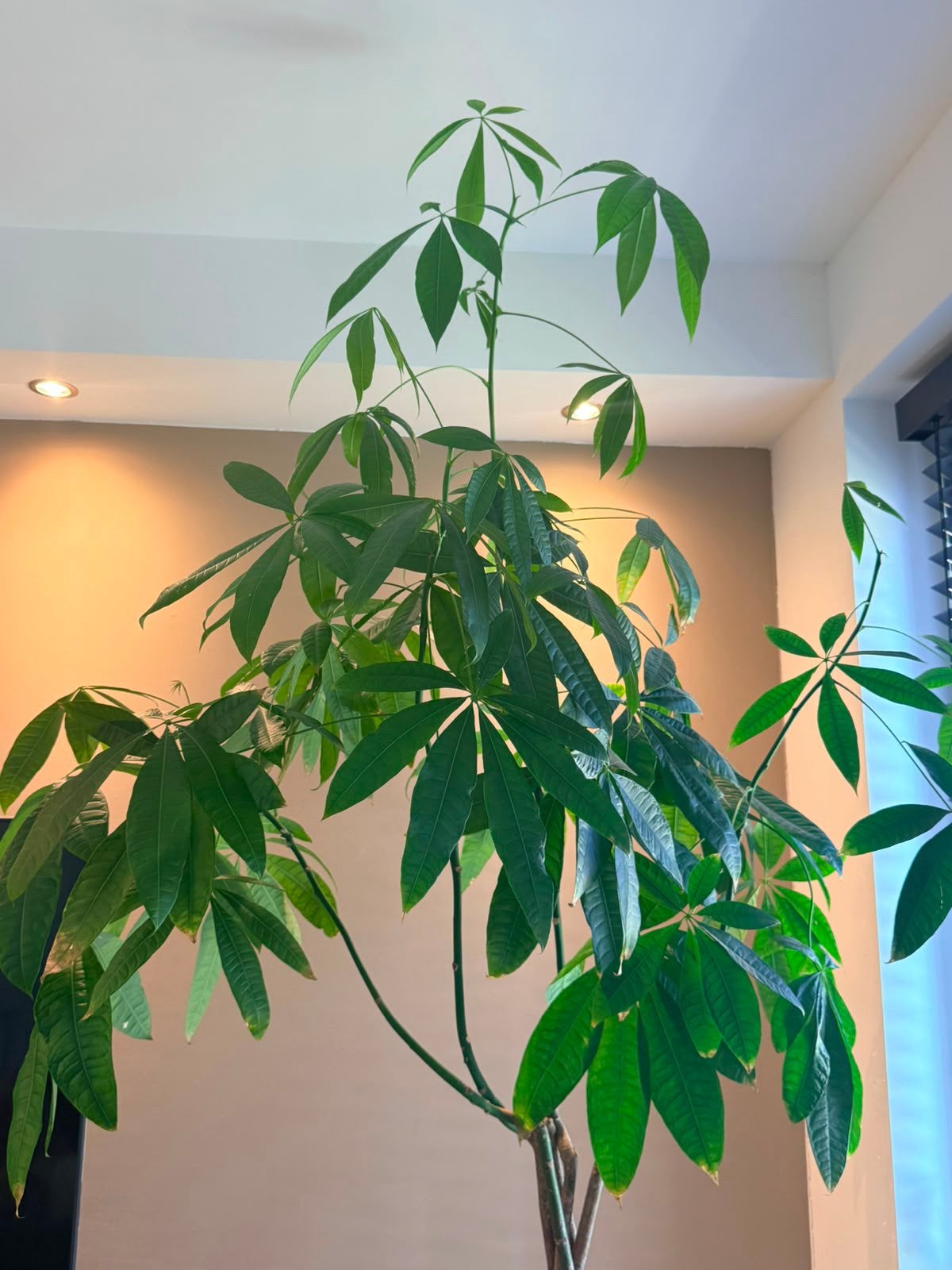 Pachira Aquatica (Geldboom) inclusief luxe sierpot – €150, Huis en Inrichting, Ophalen, Halfschaduw, 200 cm of meer