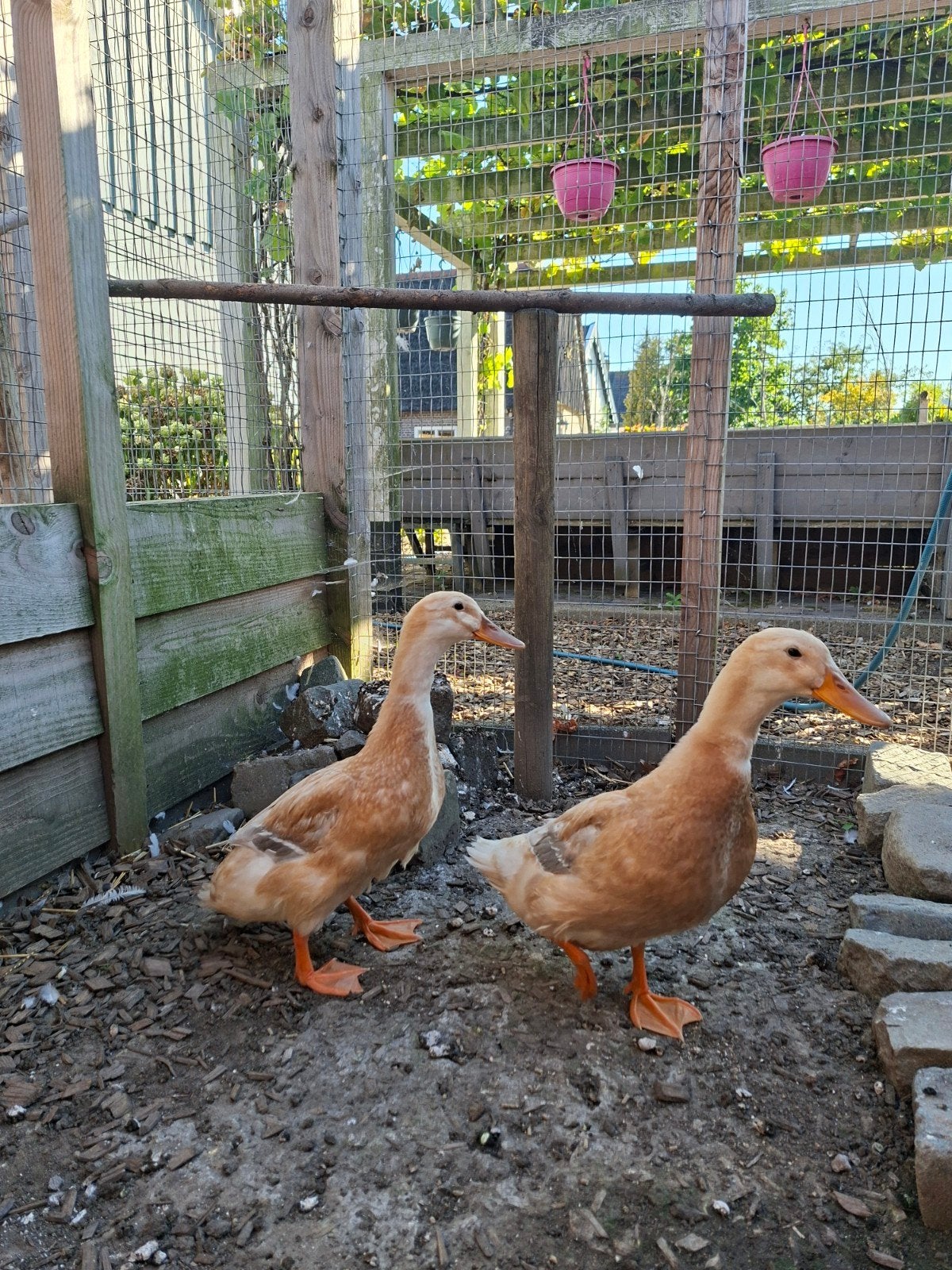 loopeenden, Dieren en Toebehoren, Vrouwelijk, Eend