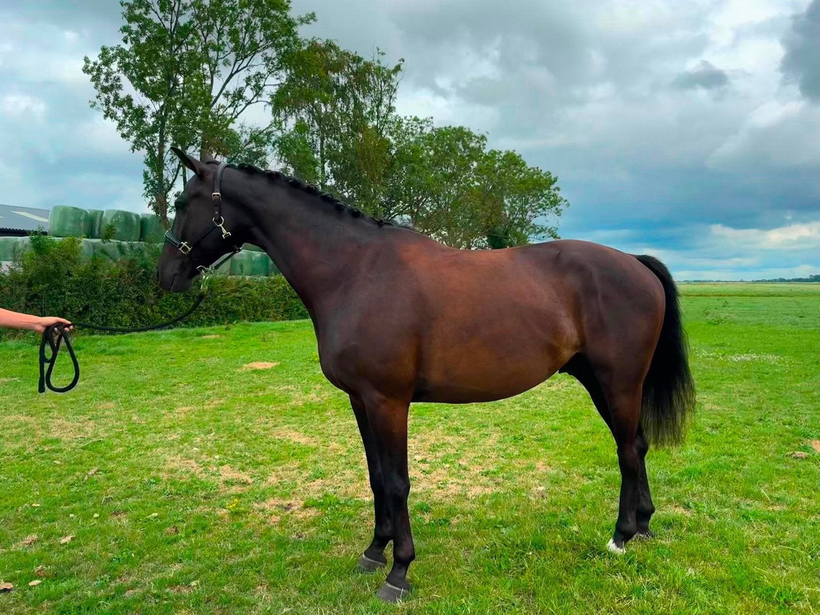 4-jarige zwarte ruin, Kjento x Trafalgar  Sandro Hit, Dieren en Toebehoren, Paarden, Ruin, Dressuurpaard, 3 tot 6 jaar