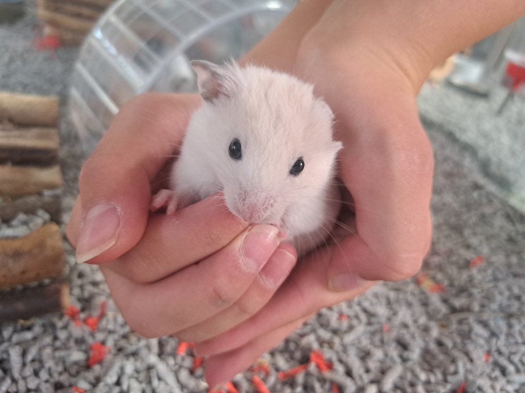 Te koop Goudhamsters, Juni, Meerdere dieren, Hamster