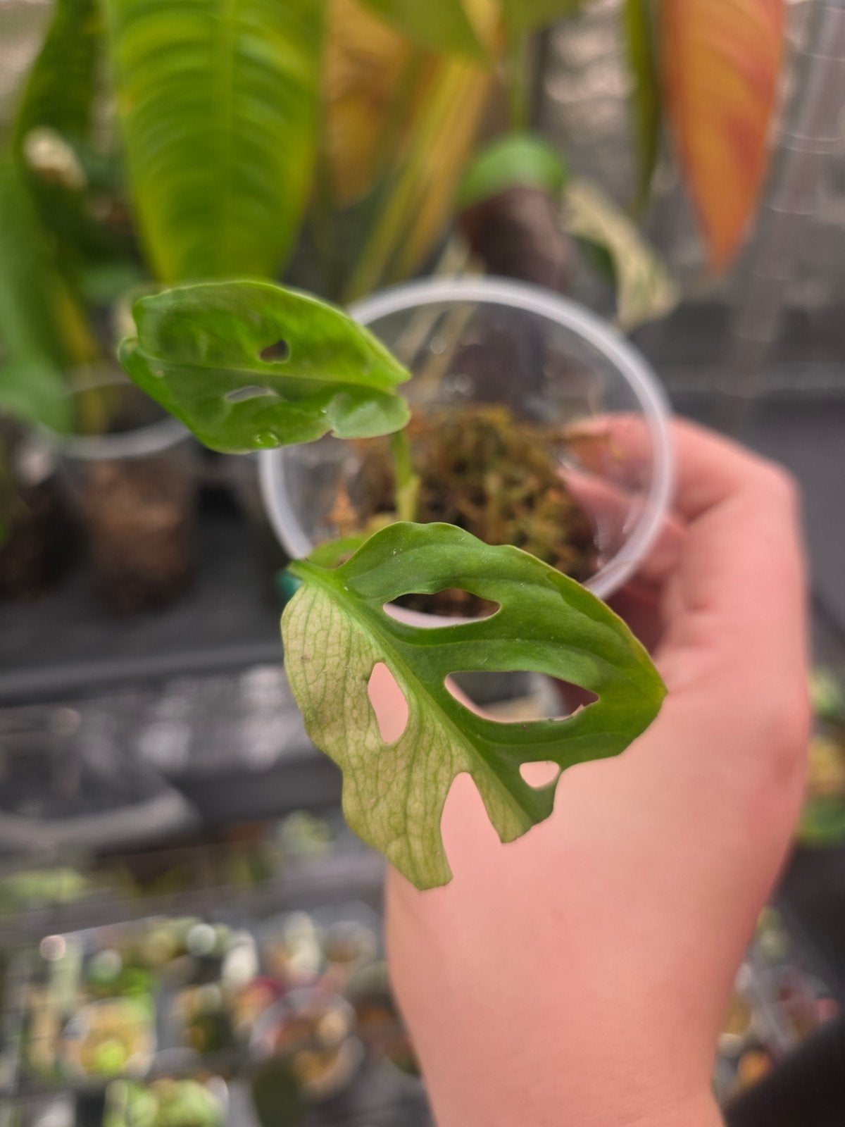monstera adansonii variegata, Ophalen of Verzenden, Halfschaduw, Minder dan 100 cm