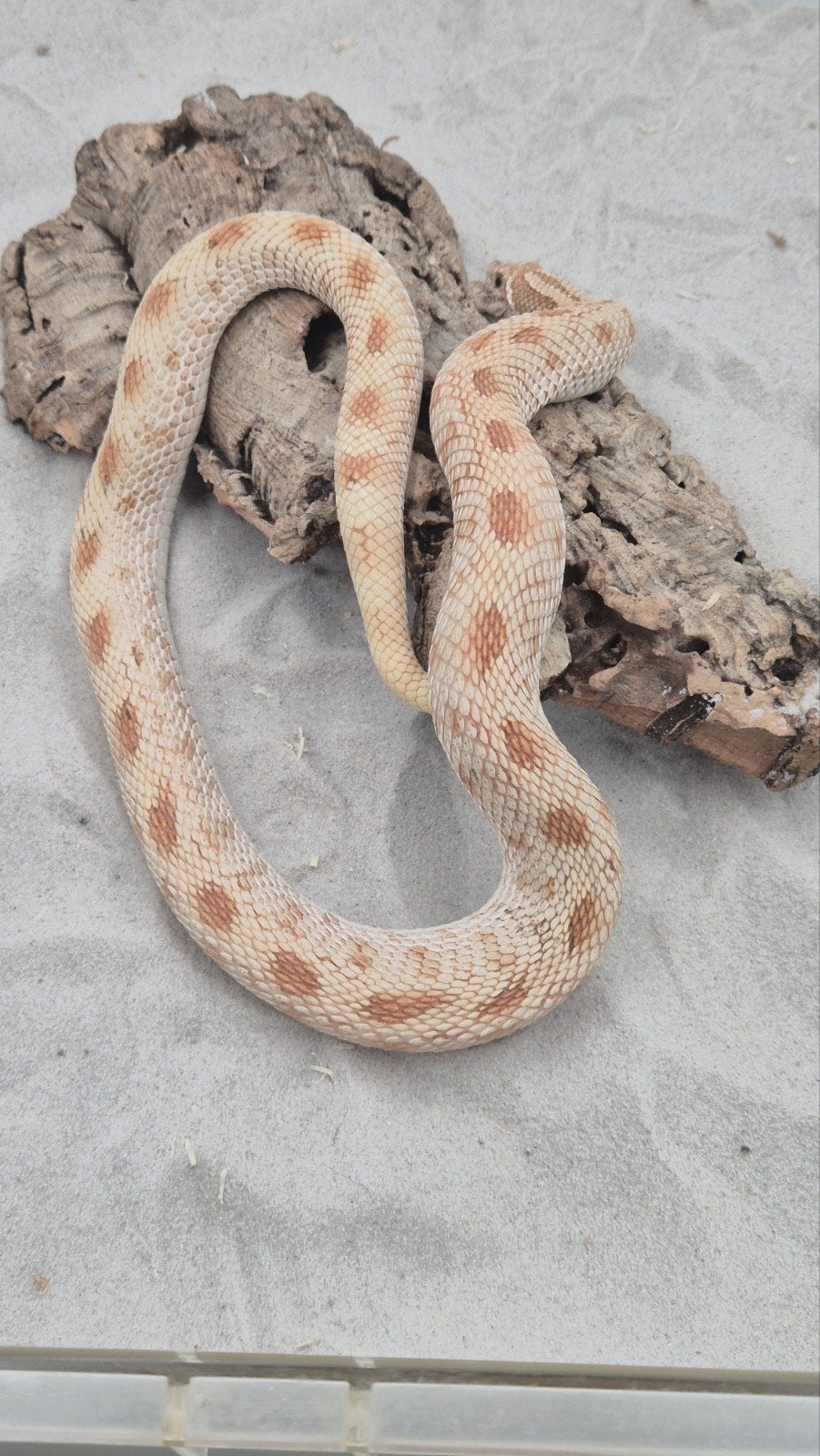 Volwassen haakneusslamg vrouw Hognose Snake photo 3