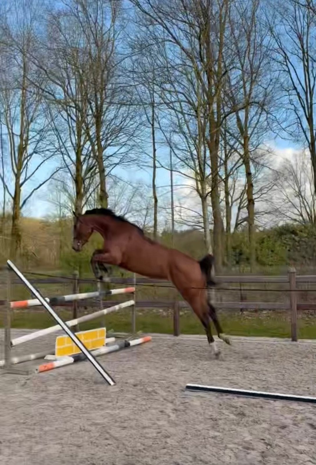 Paard met potentie, Dieren en Toebehoren, Paarden, Merrie, Springpaard, 3 tot 6 jaar, 160 tot 165 cm