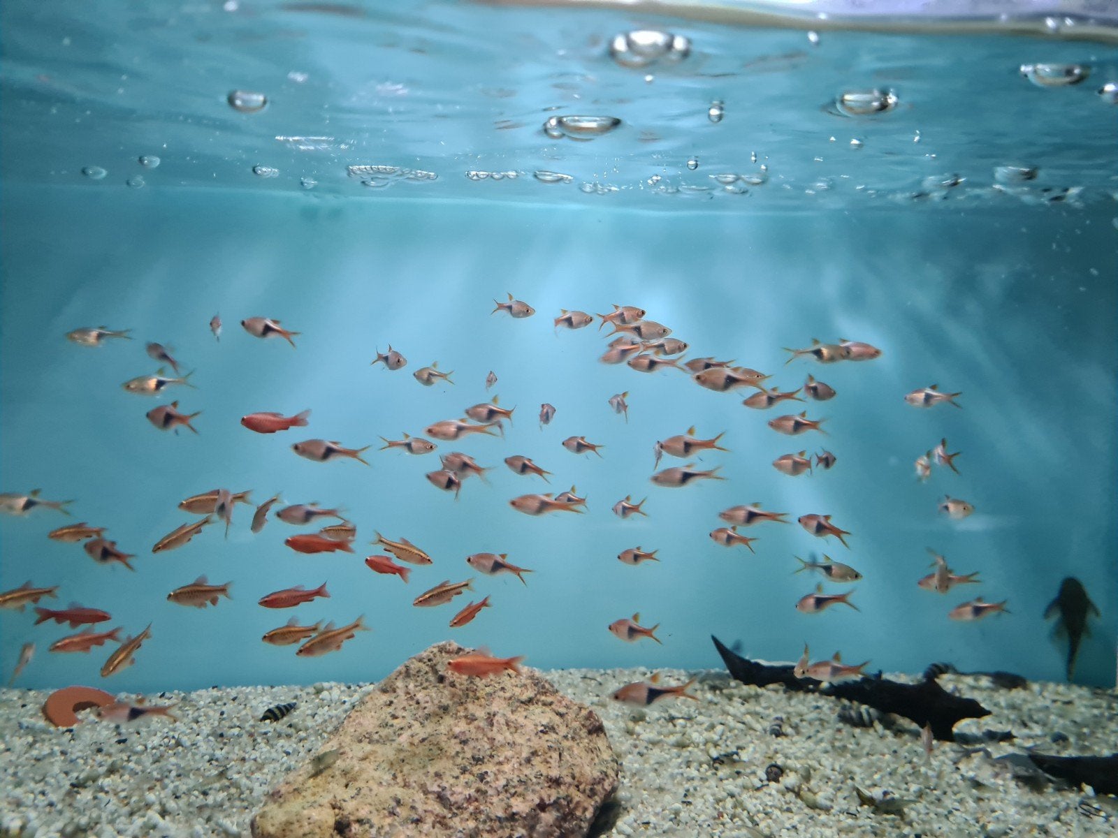 Kegelvlekbarbeel, Trigonostigma Heteromorpha, Dieren en Toebehoren, Vissen | Aquariumvissen, Vis, Zoetwatervis