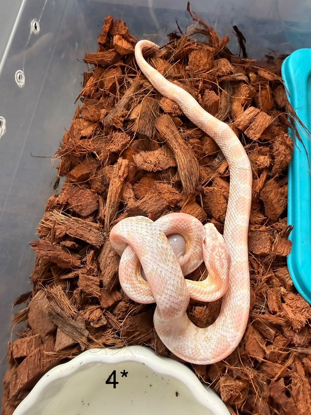 8x Rattenslangen Snow (Pantherophis guttatus) Corn Snake photo 4
