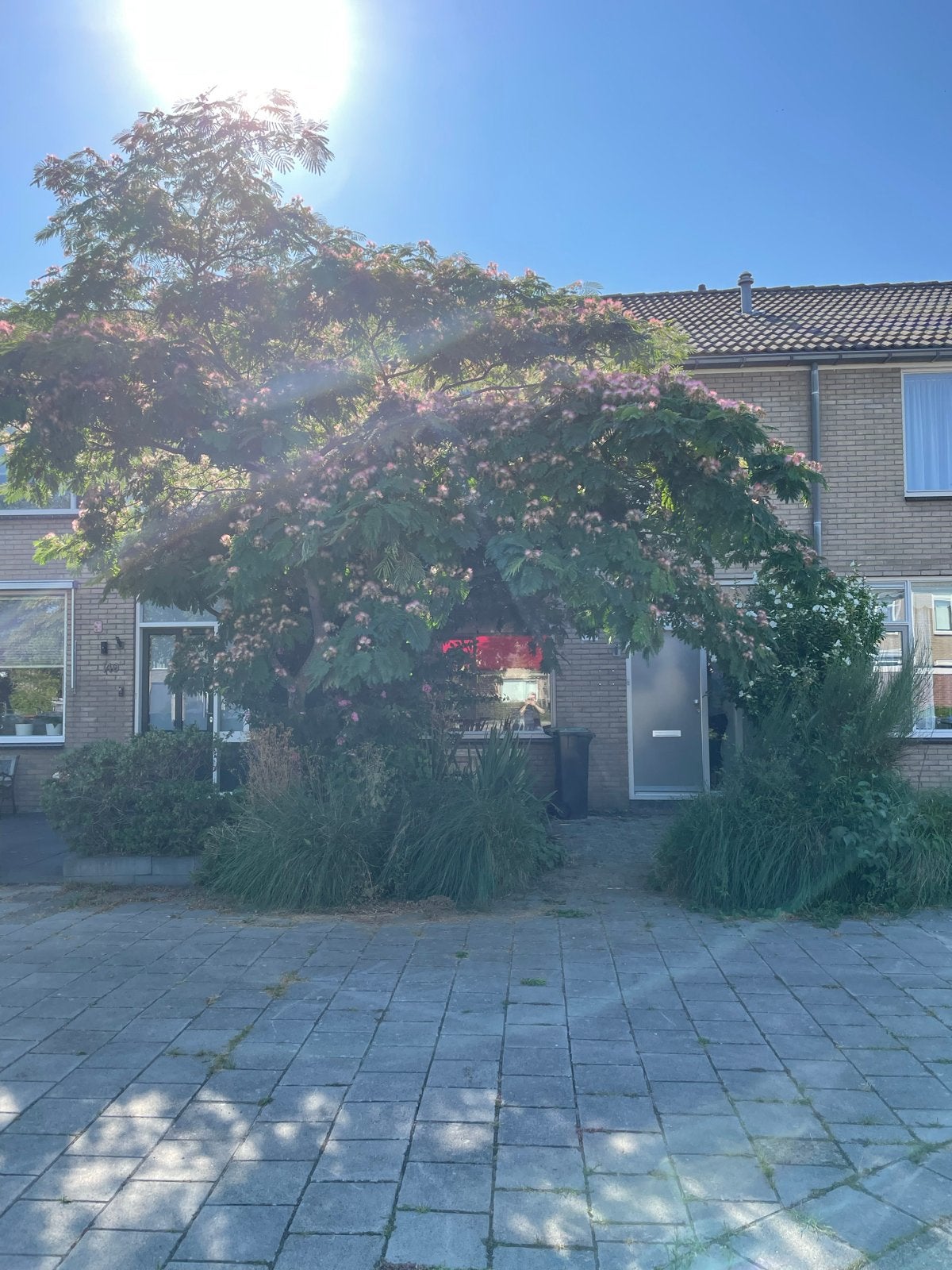 Grote Perzische slaapboom (Albizia julibrissin), Overige soorten, Zomer, 400 cm of meer, Ophalen
