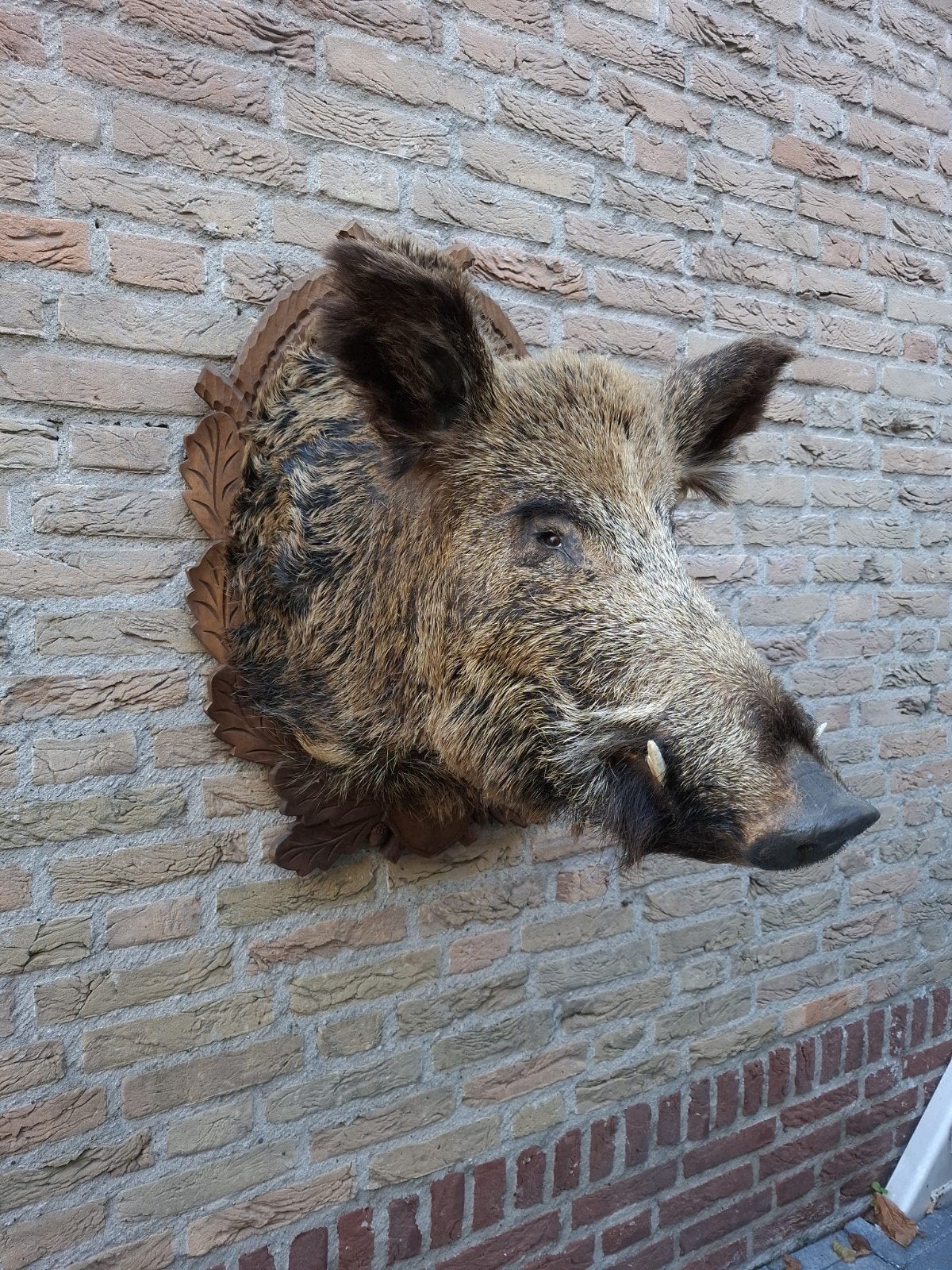 groot opgezette kop zwijn taxidermy jacht schedel gewei hert, Ophalen, Wild dier, Gewei of Kop
