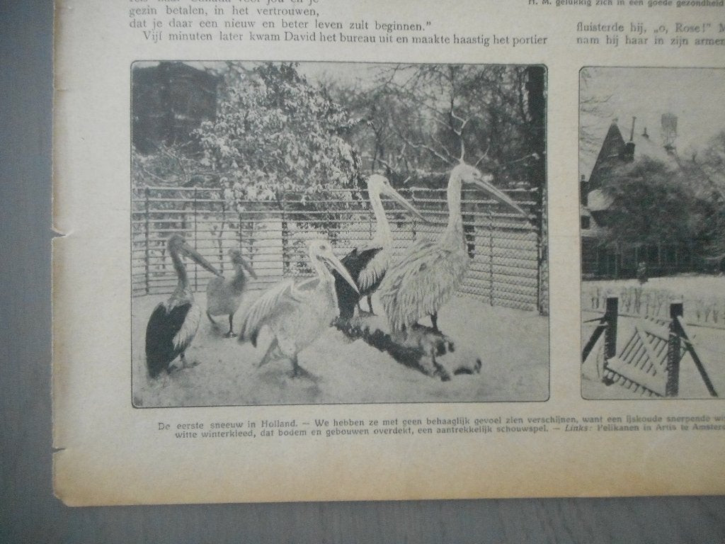 Artis. Pelikanen. 1913., Verzamelen, Ophalen of Verzenden, Voor 1920, Nederland, Knipsel(s)