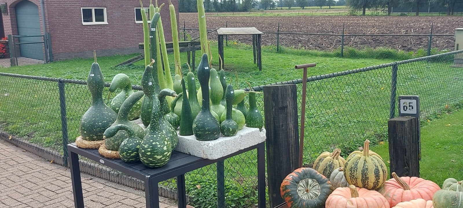 Pompoenen en kalebassen, Ophalen of Verzenden, Nieuw, Minder dan 10 m²