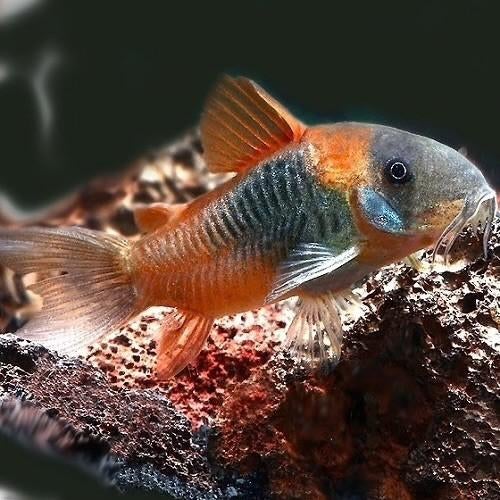 Corydora Venezuela orange, Vis, Zoetwatervis, Schoolvis
