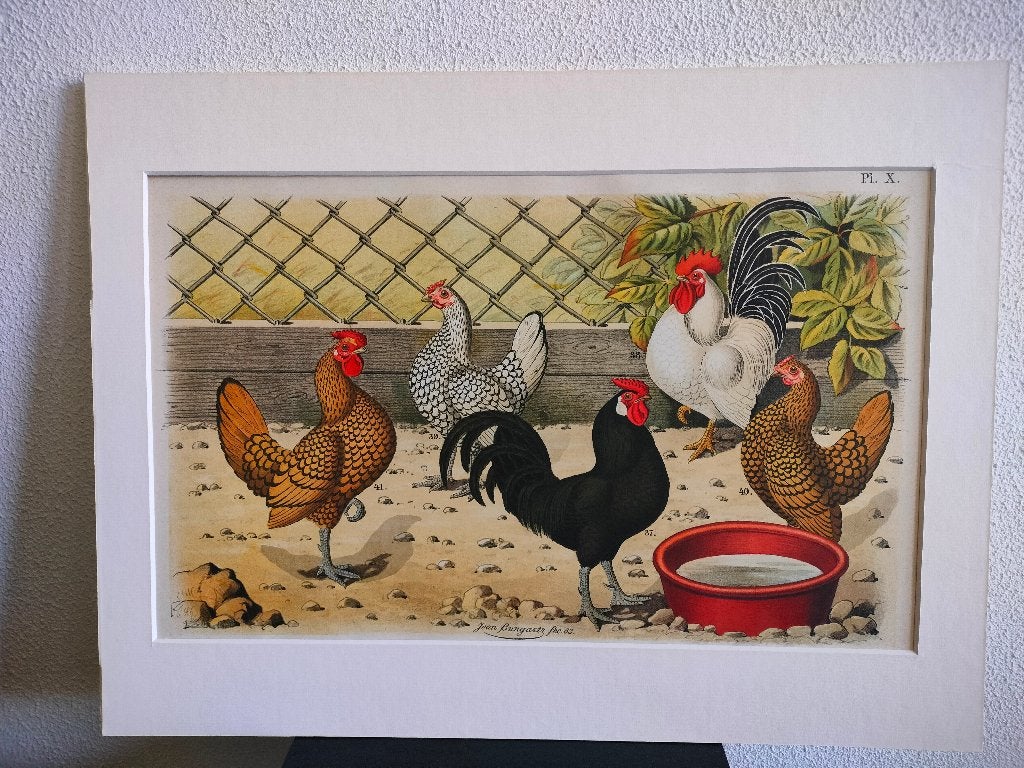 Litho Nuyens Bungartz Lubbert Pluimvee Vogels Kip Haan 1883, Antiek en Kunst, Ophalen of Verzenden