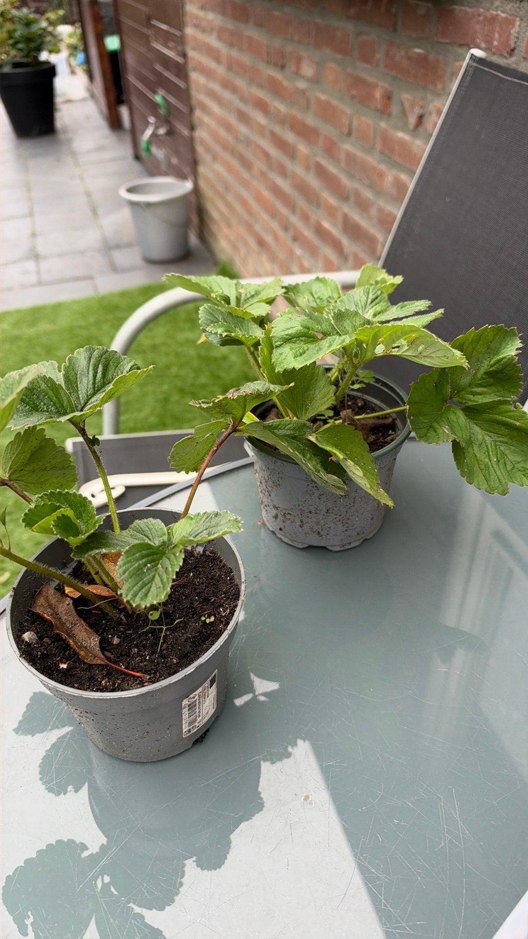 Aardbeien planten, Ophalen, Volle zon