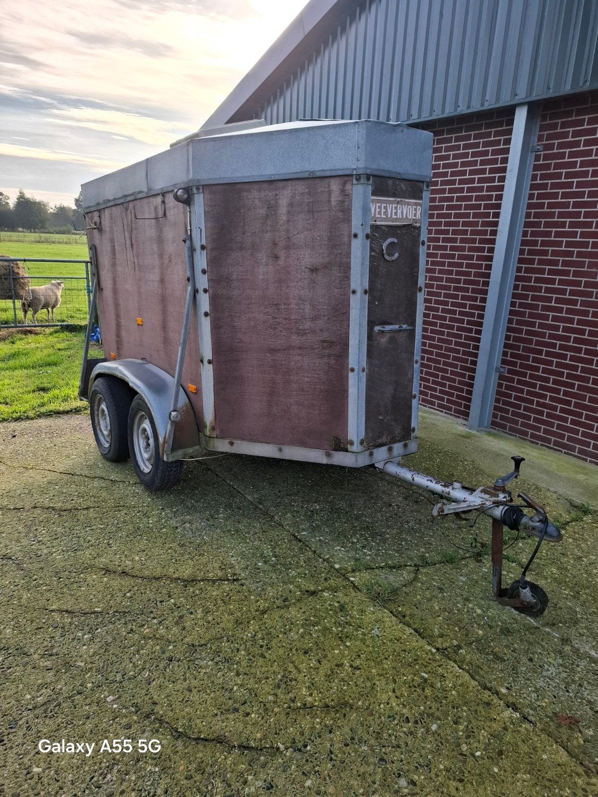 Gebruikte veewagen, Meerdere dieren, Schaap, 6 jaar of ouder
