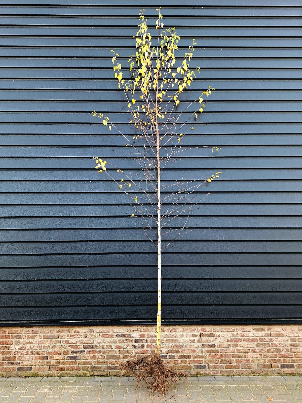 Betula pendula 'Tristis' treurberk 🌳, Ophalen, Volle zon, Overige soorten