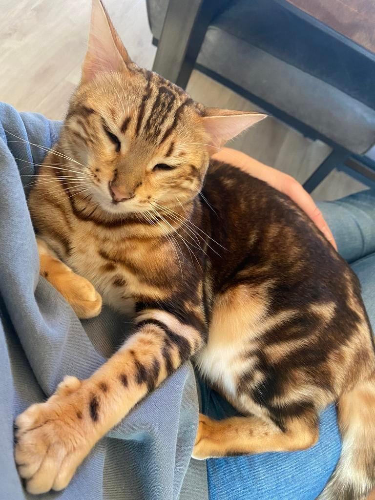 Herplaatsing Bengaalse poes Nala, Dieren en Toebehoren, Katten en Kittens | Raskatten | Korthaar, Poes, Met stamboom