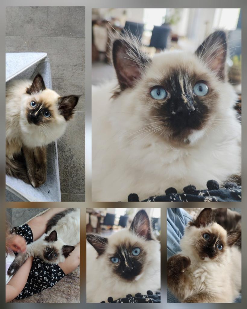 Ragdoll Seal point kitten met stamboom, Poes, Met stamboom