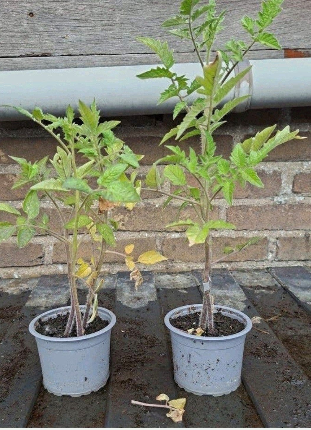 Tomatenplantjes, Ophalen, Eenjarig, Groenteplanten, Volle zon