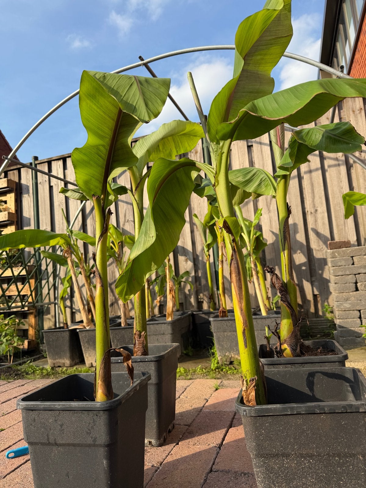 Musa basjoo bananenplanten 70-90cm met pot, Volle zon, Vaste plant, Bloeit niet, Ophalen