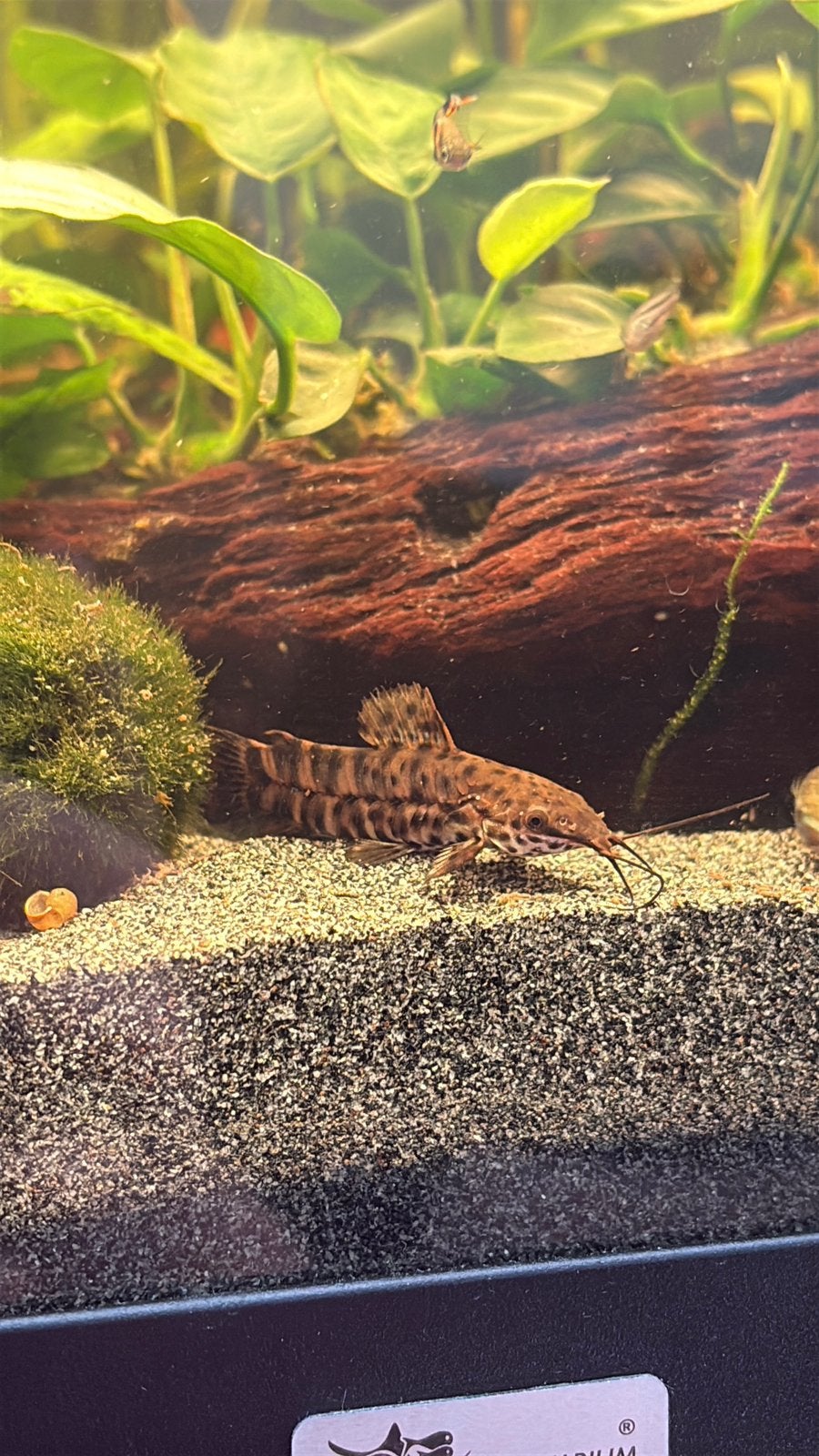 Hoplosternum Thoraca, Dieren en Toebehoren, Vis, Zoetwatervis