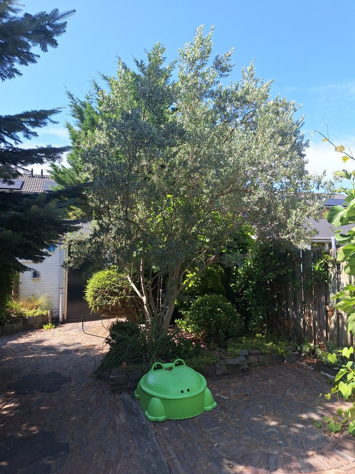 Grote, gezonde Olijfboom., Tuin en Terras, Ophalen, Volle zon, Olijfboom, 250 tot 400 cm