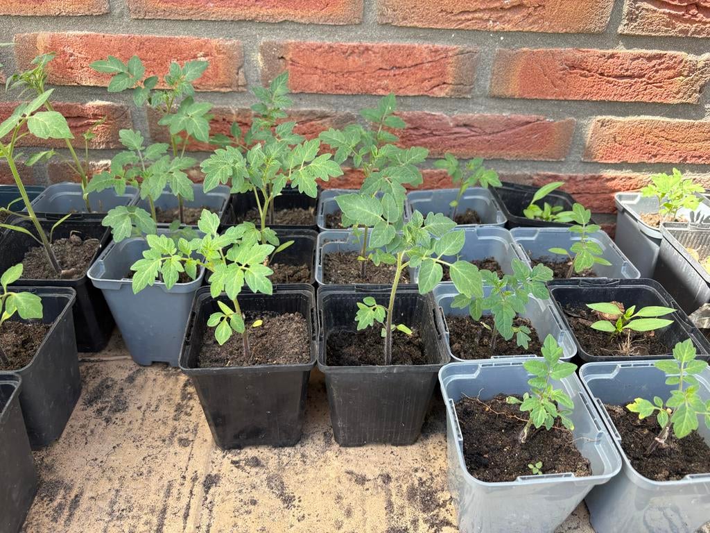 Tomatenplantjes - Zelfgekweekte jonge planten, Ophalen, Volle zon, Groenteplanten, Eenjarig