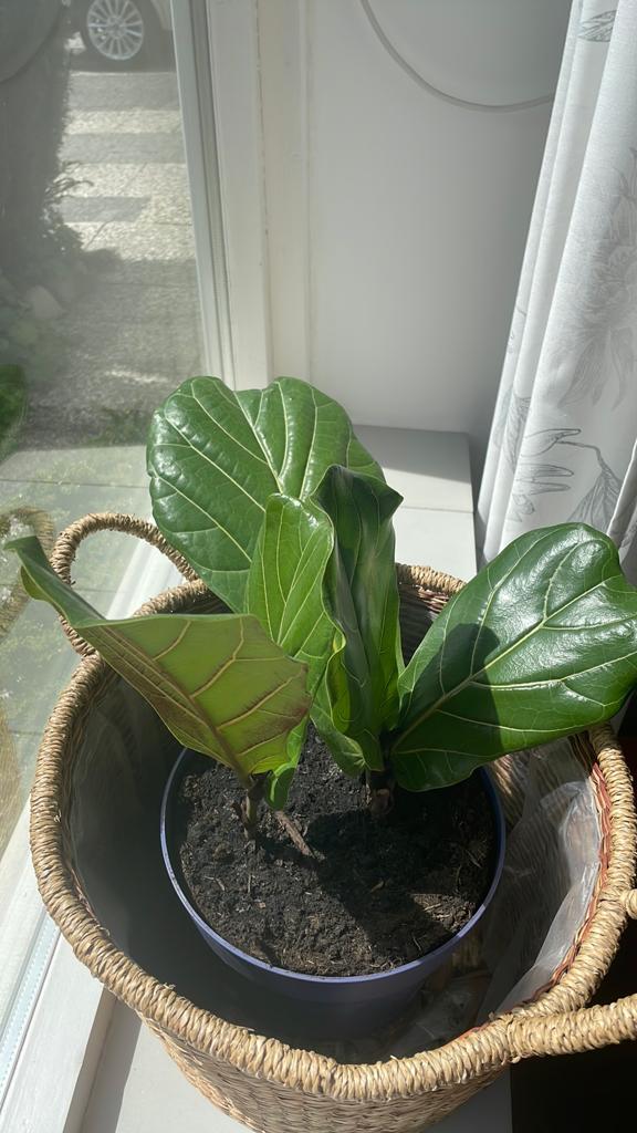 Ficus lyrata, Ophalen, Halfschaduw, Minder dan 100 cm