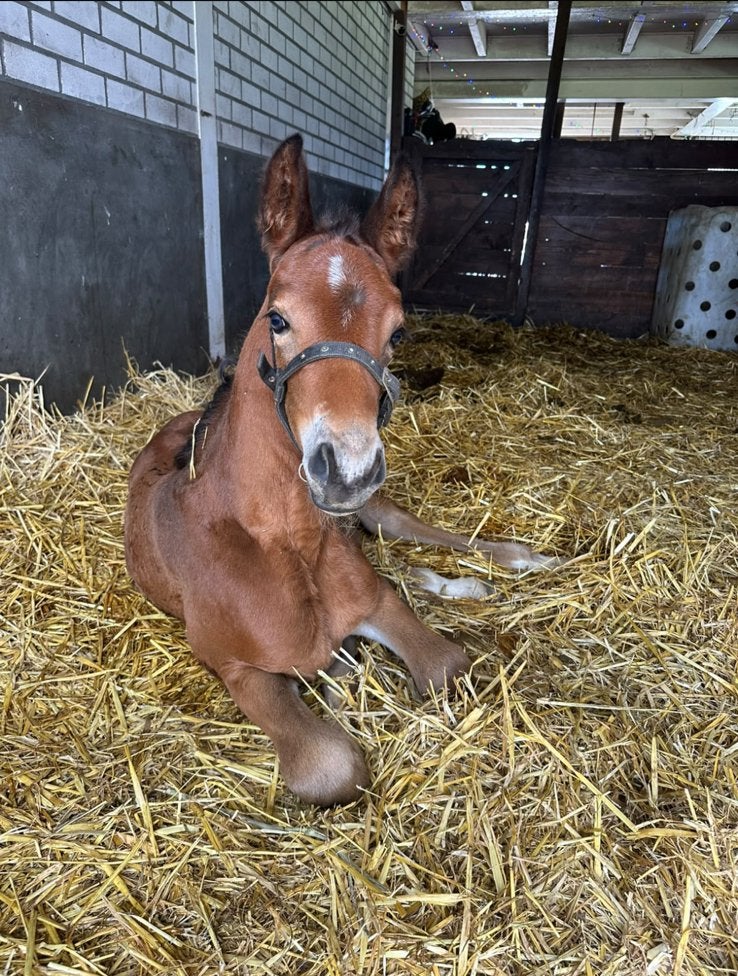 Prachtig Kwpn paard met merrie veulen!🥰, Merrie, Met stamboom