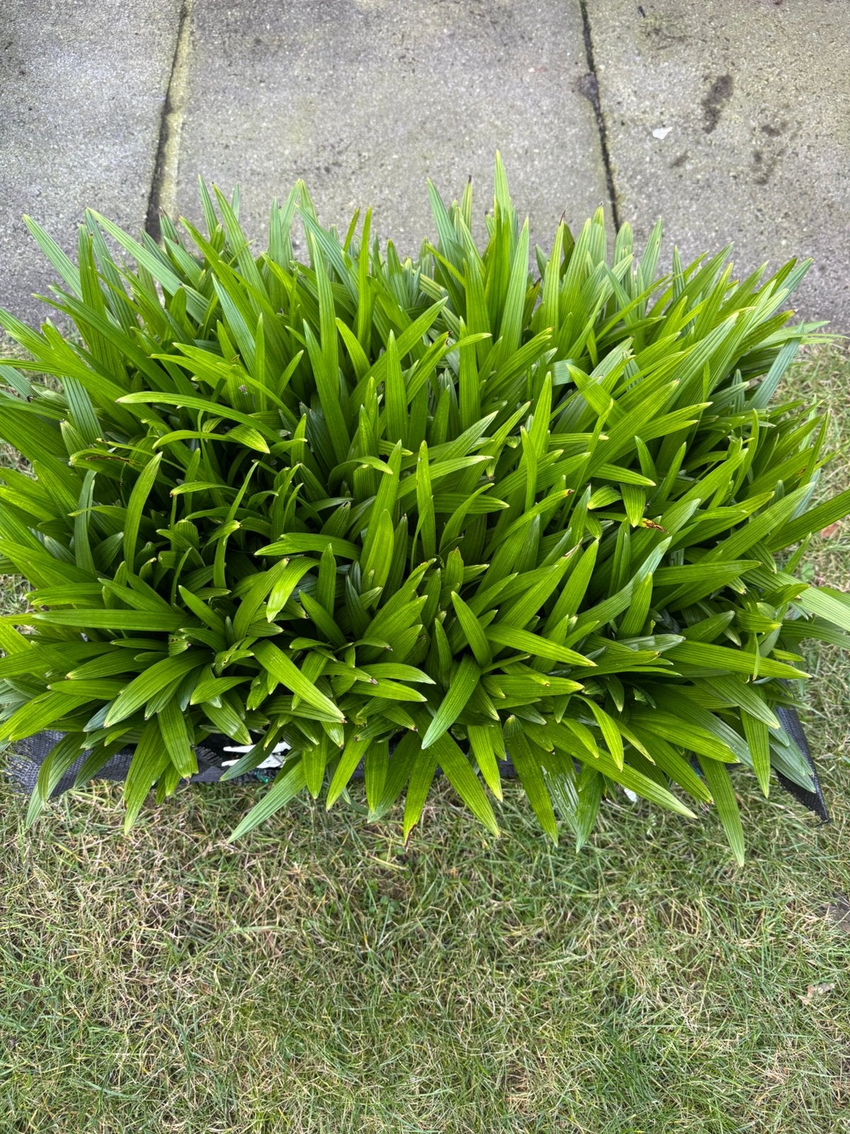 Trachycarpus Fortunei zaailingen (1500 +/- per kist), Ophalen, Zo goed als nieuw, Minder dan 10 m²