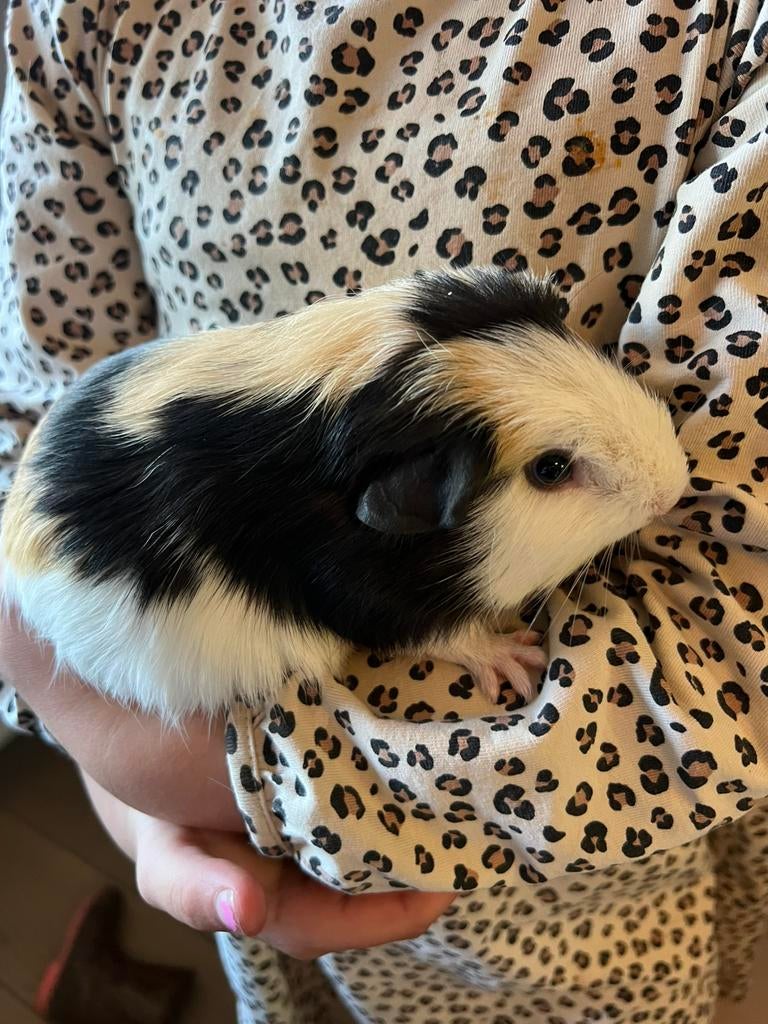 Jonge cavia beertjes, mogen het nest verlaten, Dieren en Toebehoren, Knaagdieren, Meerdere dieren, Tam, Maart, Cavia