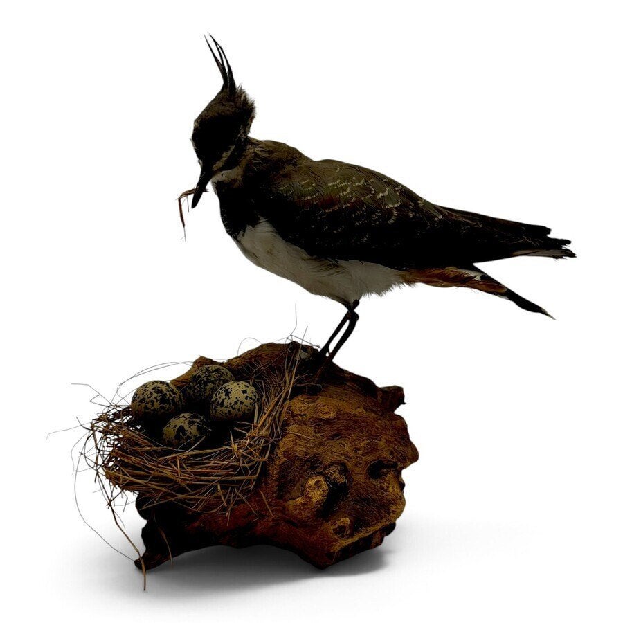 Opgezette kievit, Verzamelen, Ophalen of Verzenden, Gebruikt, Vogel, Opgezet dier