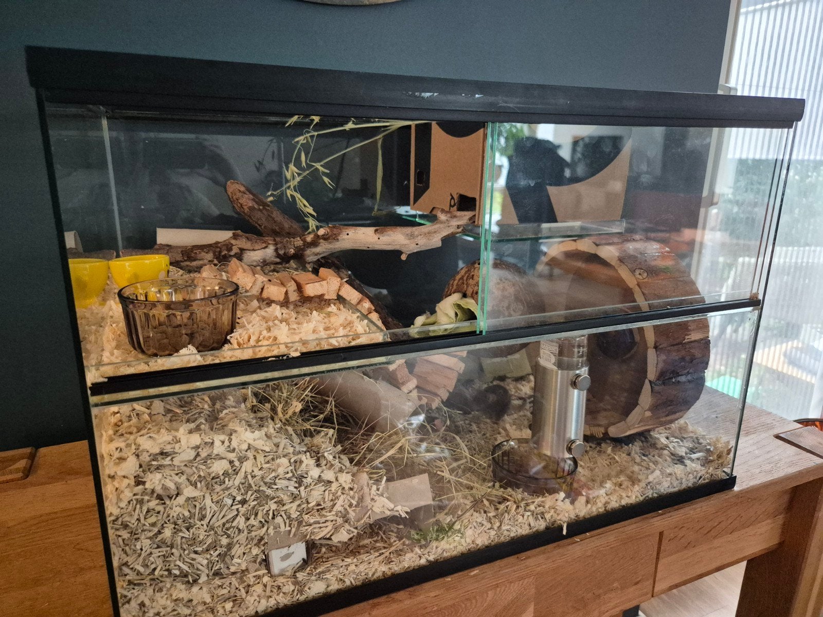 Glazen hok met schuifruiten 60x40x40, Minder dan 75 cm, Hamster, Zo goed als nieuw, Hok