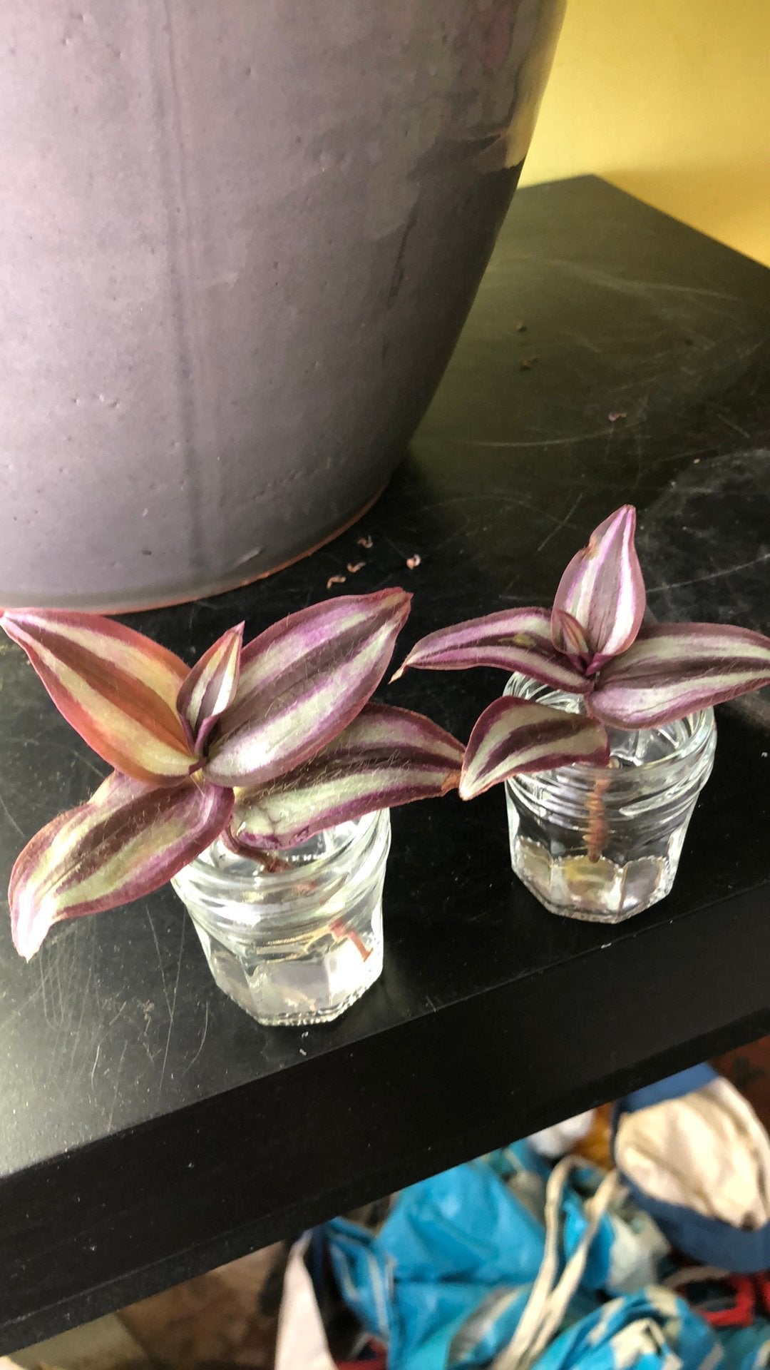 Stekje van de Tradescantia zebrina 'Purpusii', Huis en Inrichting, Kamerplanten, Groene kamerplant, Ophalen, Halfschaduw, Minder dan 100 cm