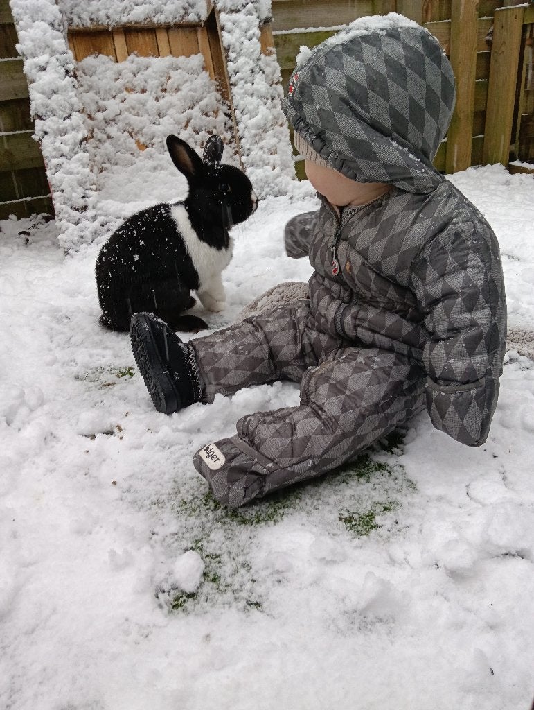 Konijn man, Dieren en Toebehoren, Konijnen, Mannelijk, Middelgroot, 3 tot 5 jaar