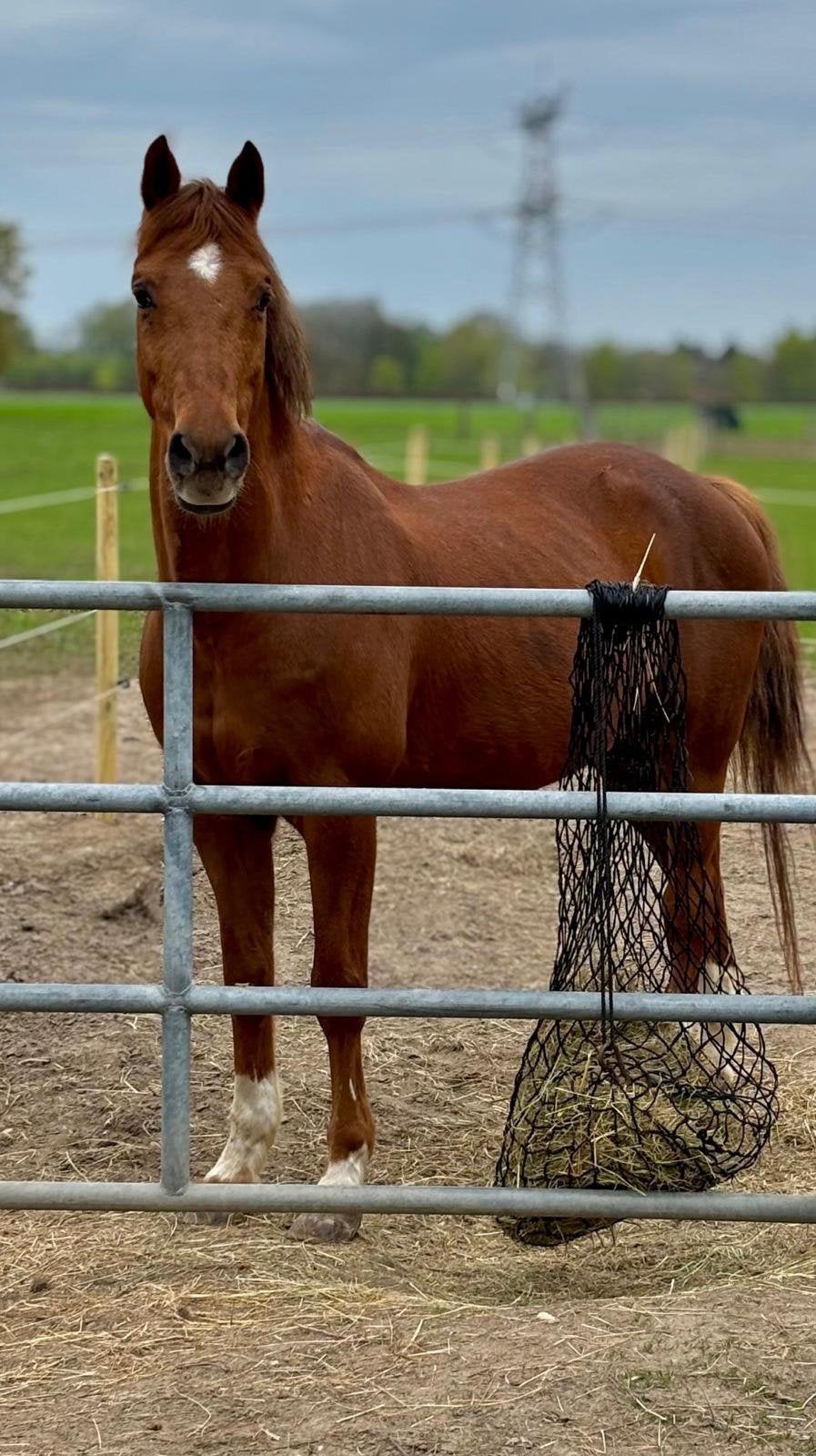 Kleinschalige pensionstalling – plek vrij voor sociaal paard, Dieren en Toebehoren, Stalling en Weidegang, Weidegang