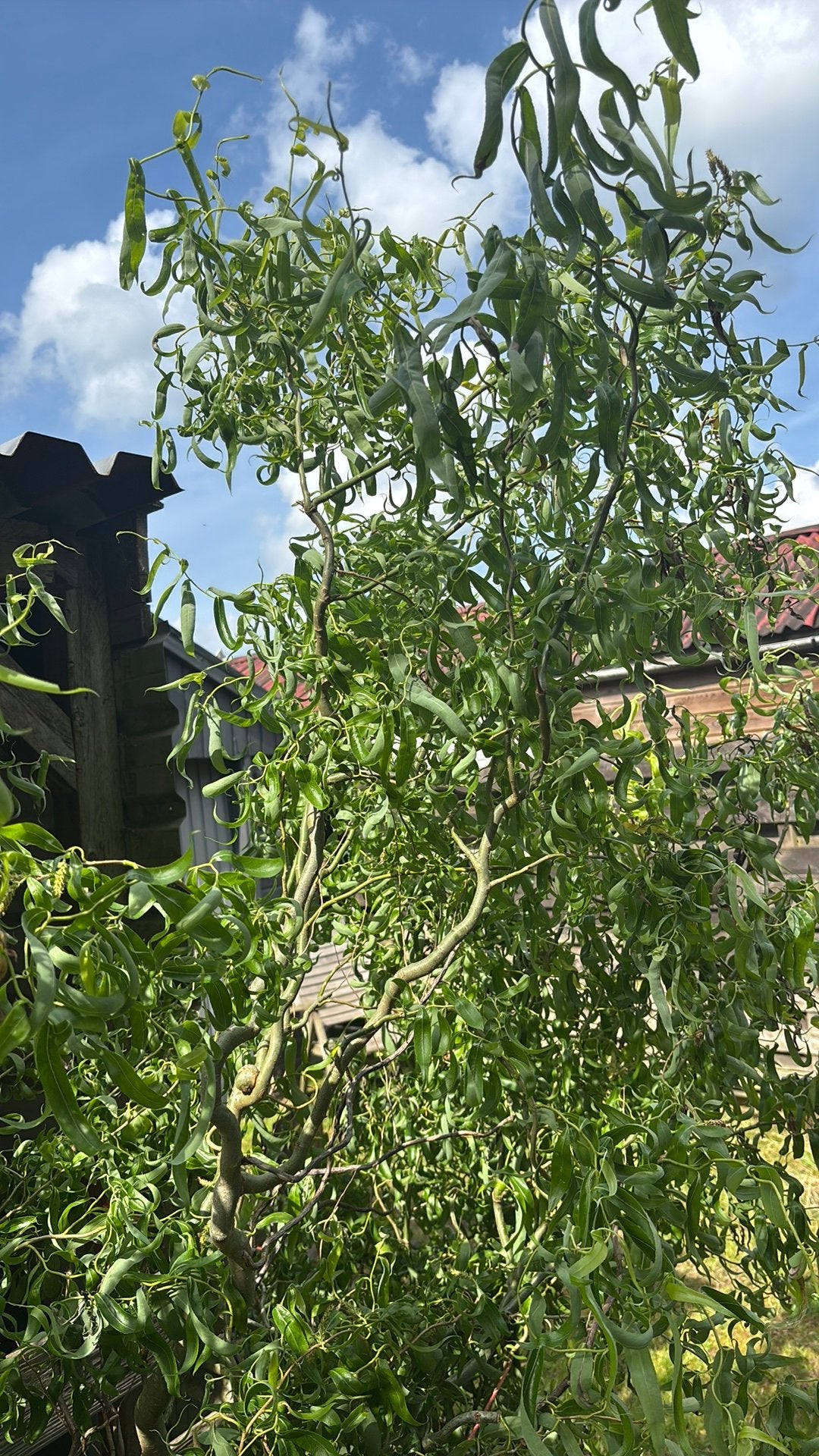 Kronkelwilg/krulwilg, Tuin en Terras, Bloeit niet, Overige soorten, Minder dan 100 cm, Ophalen