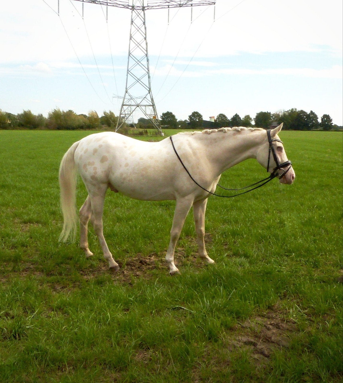 veelbelovende 3.5 jarige sportpony te koop, Met stamboom, Ruin, Dressuurpony, Zadelmak