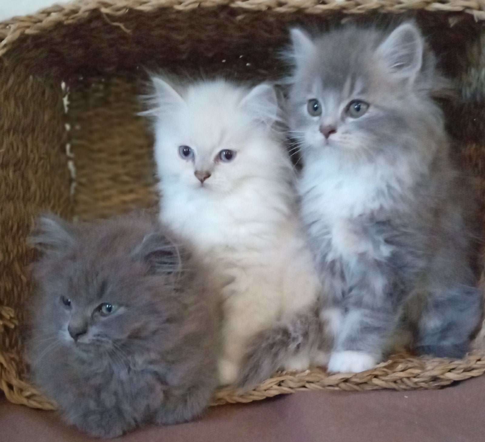Beeldschone Ragdoll x Siberische Boskat kittens, Dieren en Toebehoren, Katten en Kittens | Raskatten | Langhaar, Meerdere dieren