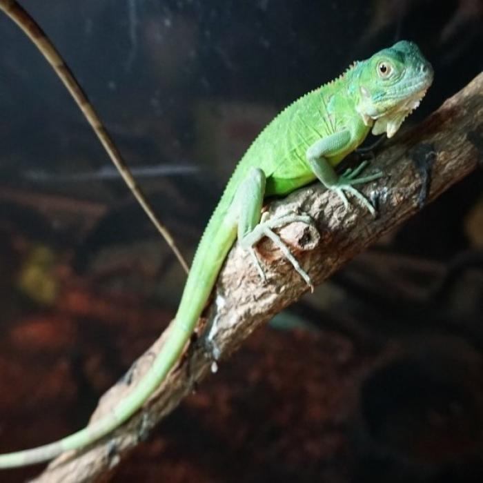 Iguana iguana, 0 tot 2 jaar