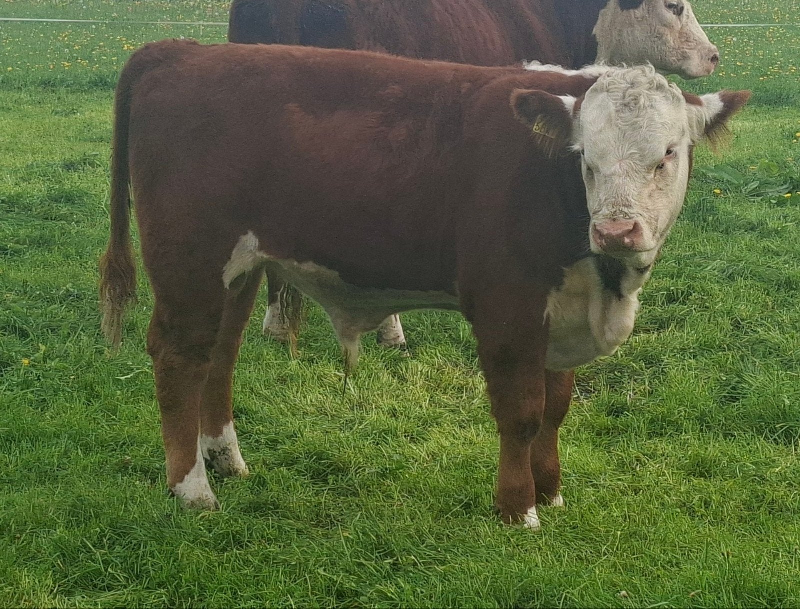Hereford, koeien, runderen