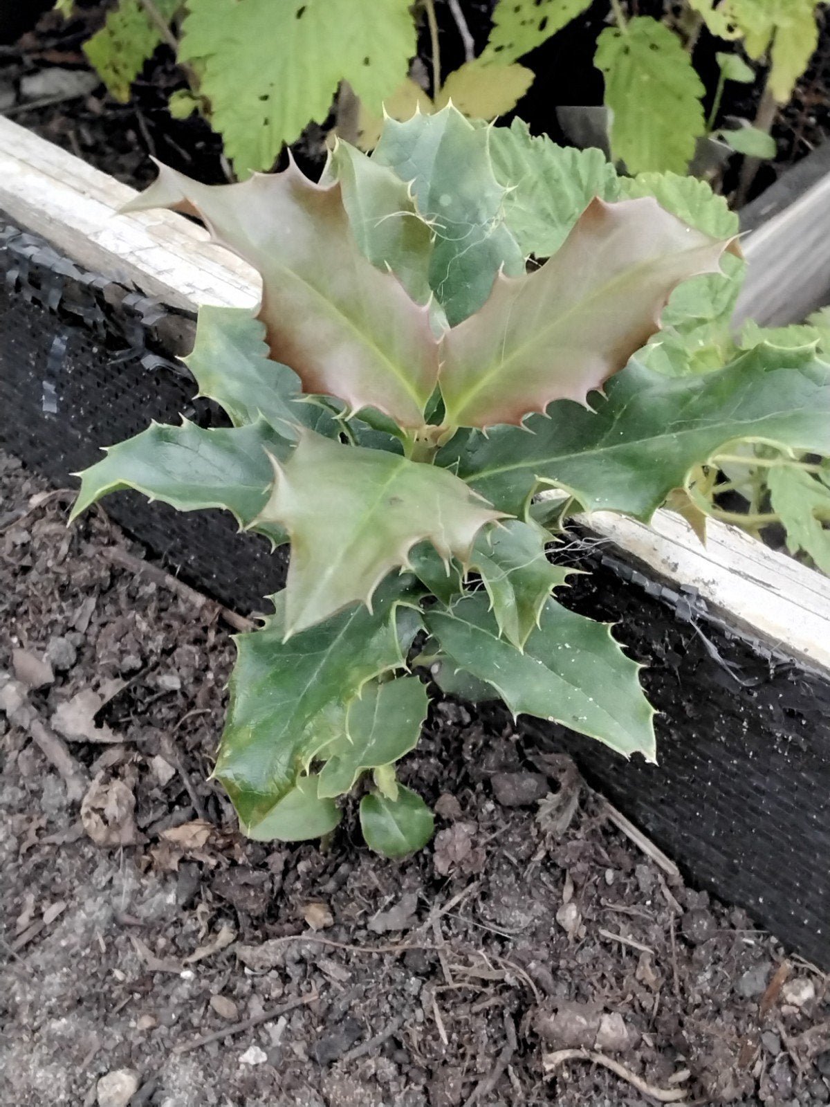GRATIS Hulststekje - Jonge Ilex plant voor uw tuin, Vaste plant, Bloeit niet, Halfschaduw, Ophalen