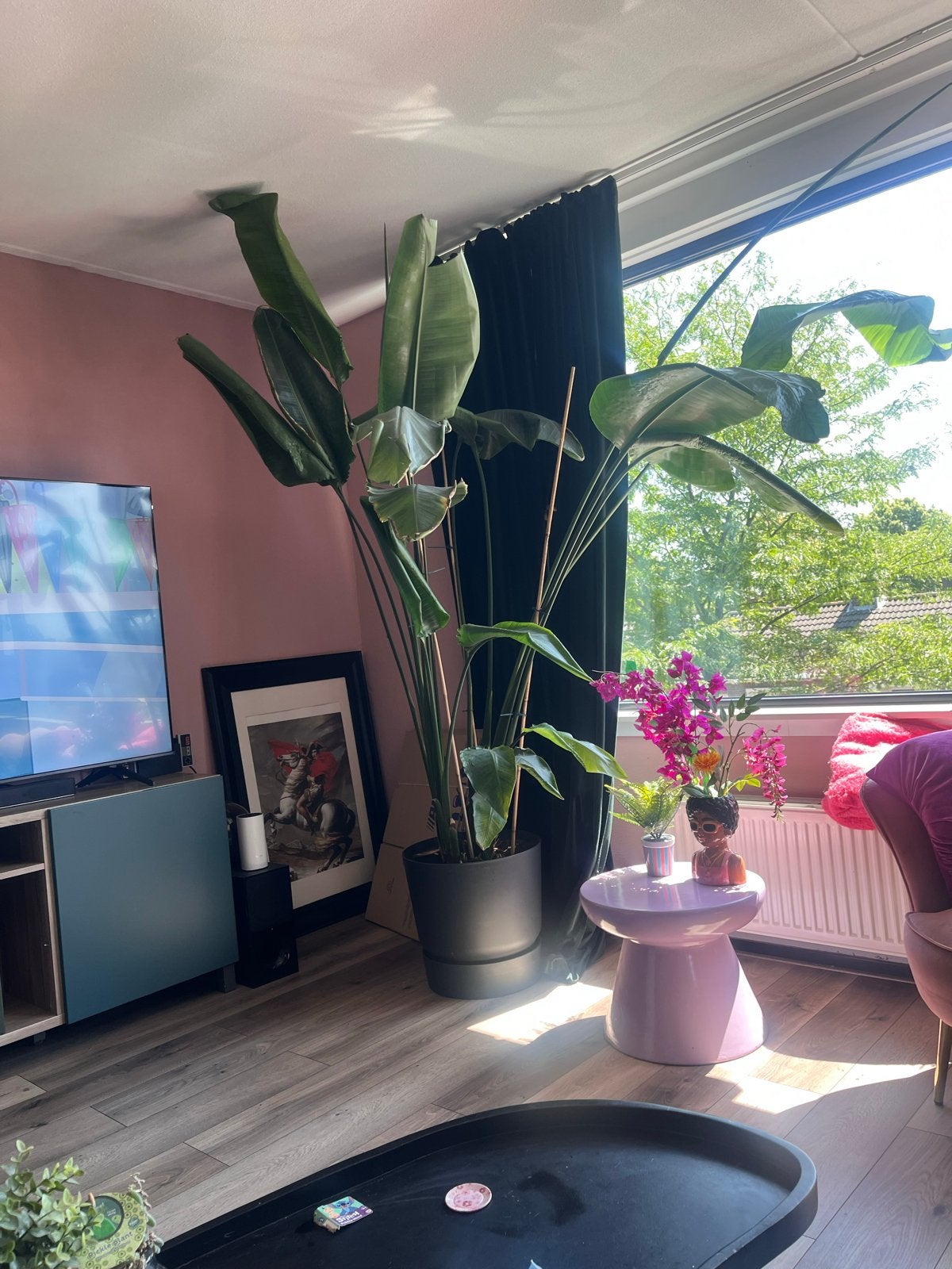 Grote Strelitzia Nicolai (2,5m+) inclusief pot, Ophalen, 200 cm of meer, Overige soorten, In pot