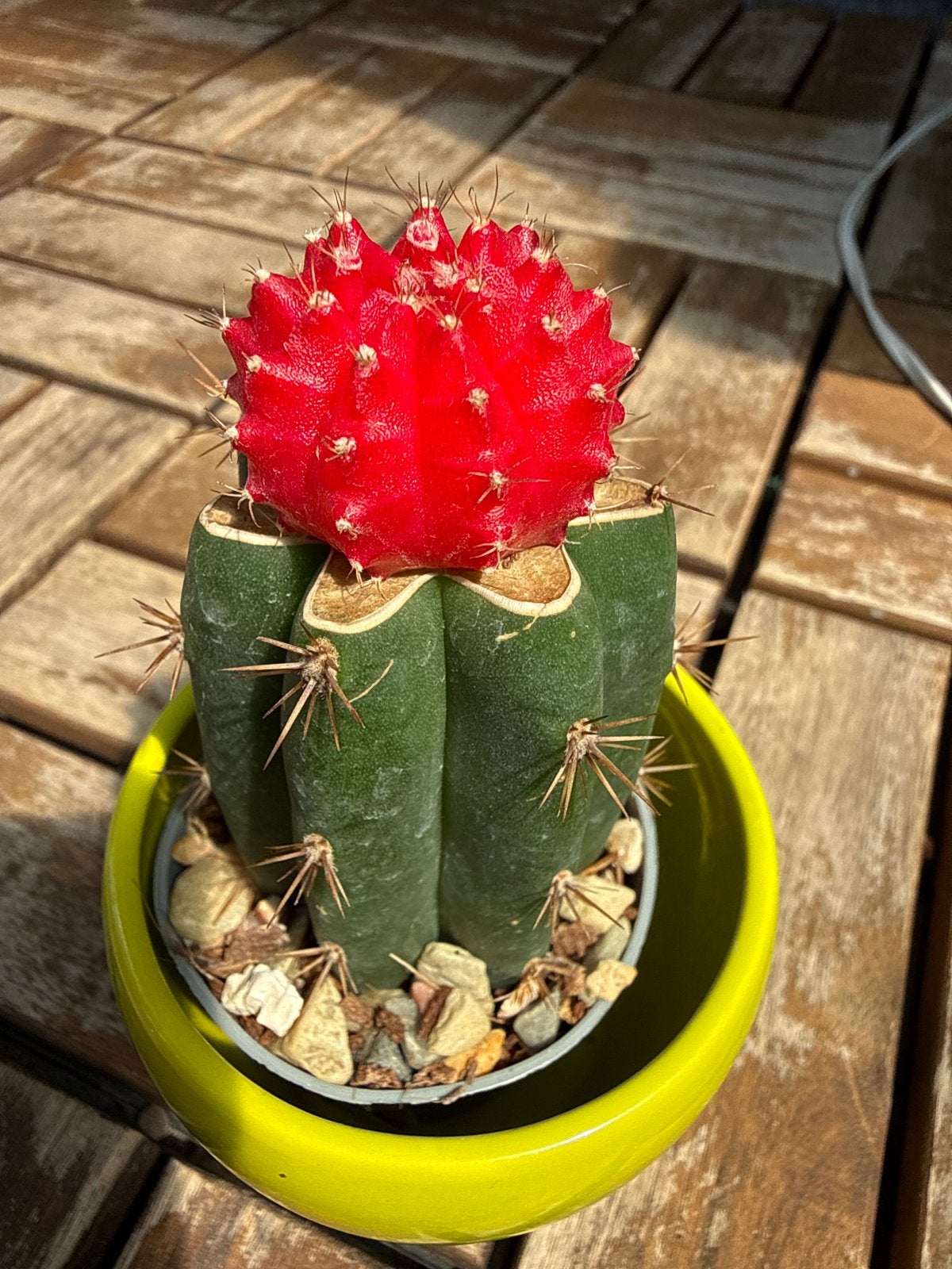 Levendige Rode Maancactus - Unieke Kamerplant, Overige soorten, Volle zon, Vaste plant, Ophalen of Verzenden