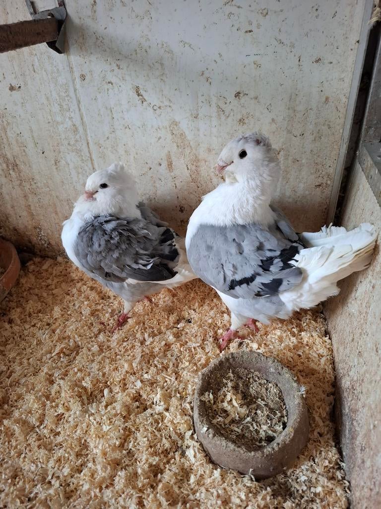 Hollandse meeuwen, Dieren en Toebehoren, Vogels | Duiven, Meerdere dieren, Overige soorten