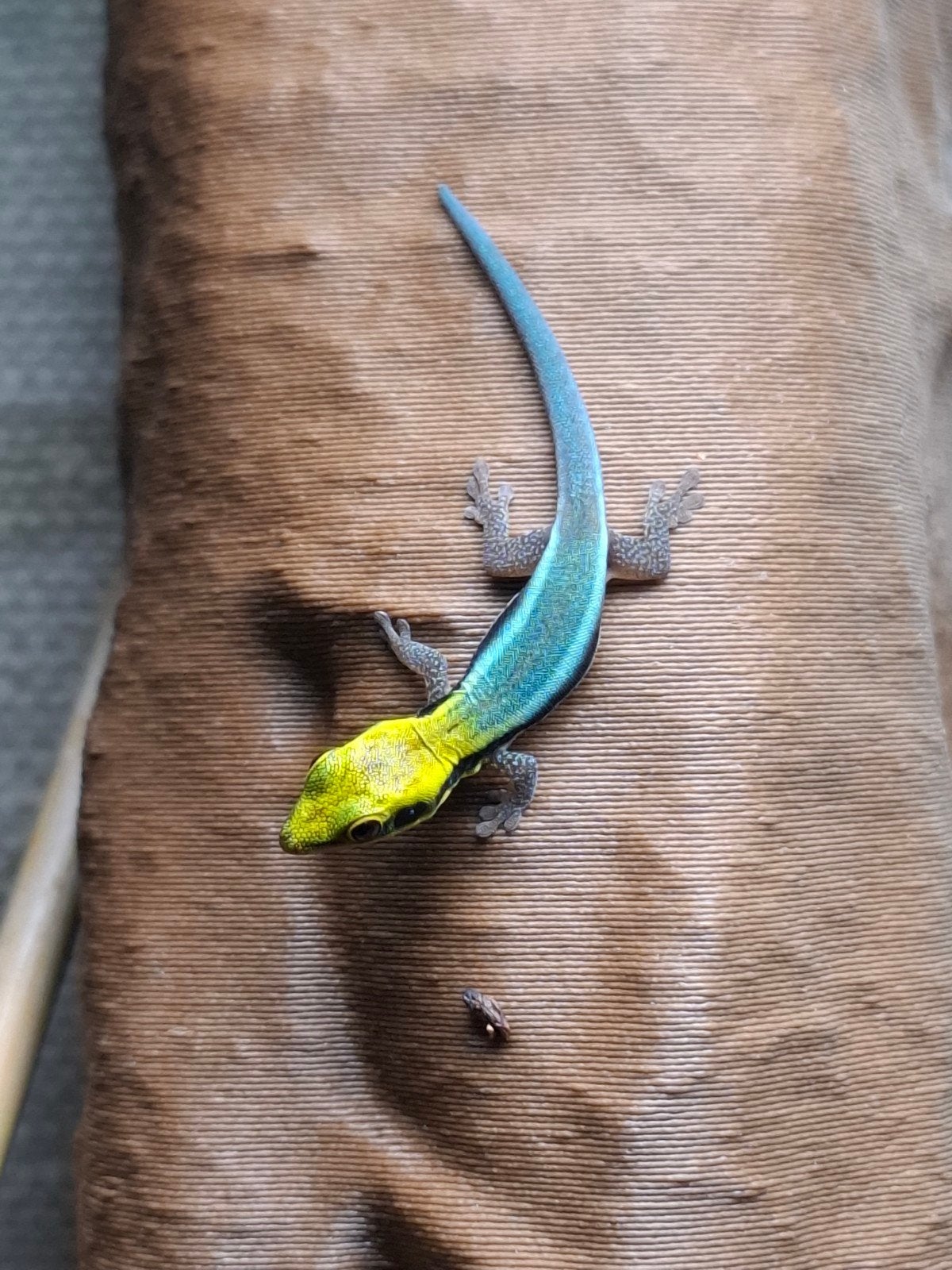 2x Phelsuma Klemmeri jong 0.0.2., Hagedis, 0 tot 2 jaar