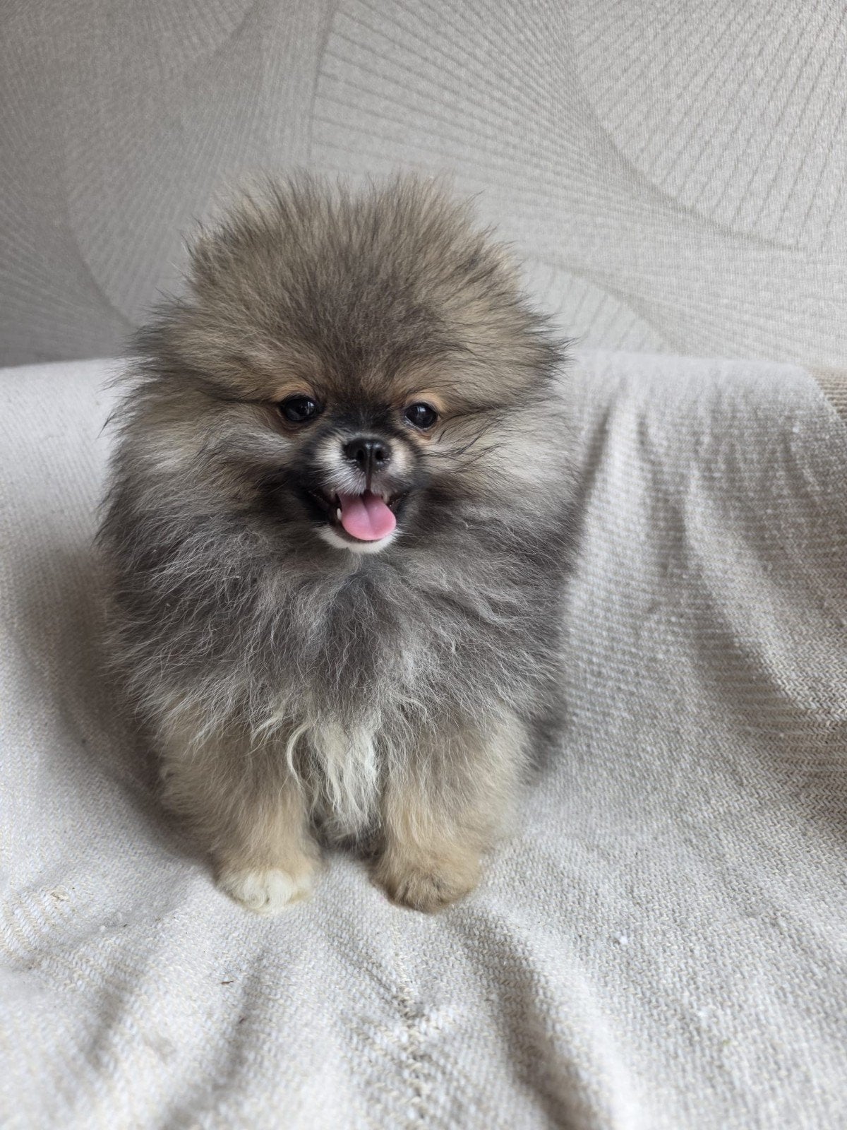 Pomeriaan Pups, Overige rassen, 8 tot 15 weken, Teef, Parvo