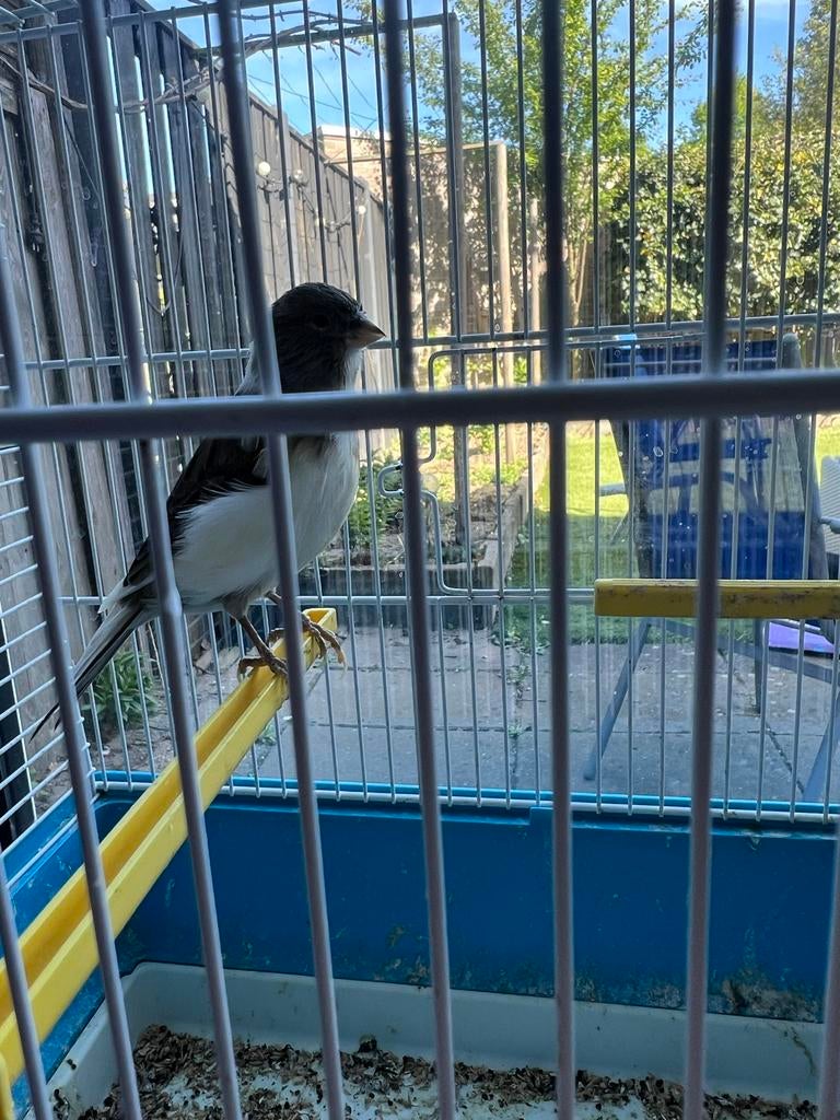Kanarievogel te koop   !, Meerdere dieren