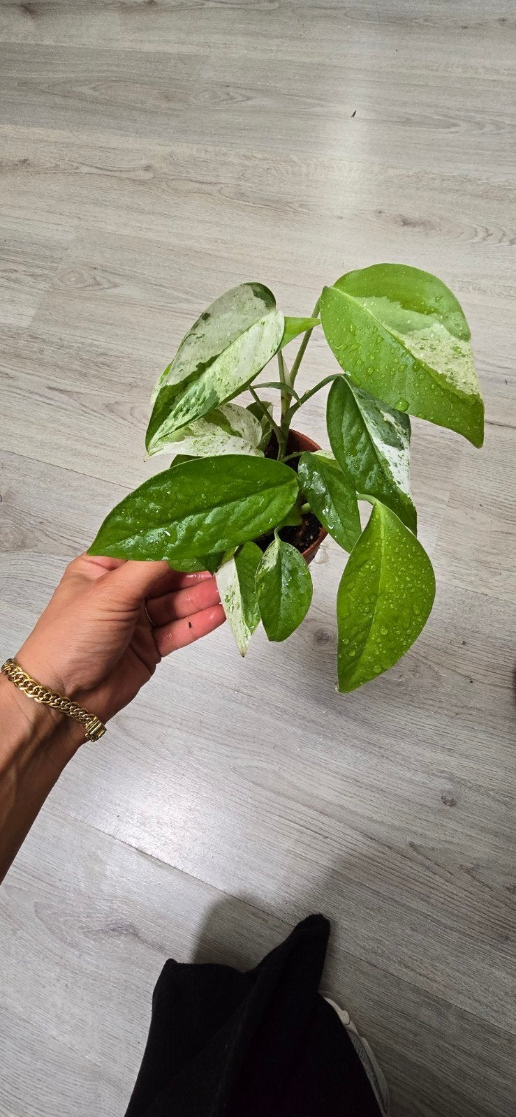 Epipremnum Pinnatum Marble - Prachtige Variegata, Vaste plant, Ophalen of Verzenden, Bloeit niet, Halfschaduw