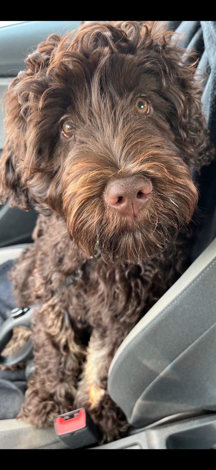 Dekreu bruine multigen australian labradoodle 3 jaar oud, Dieren en Toebehoren, Reu, Parvo, Eén hond, 3 tot 5 jaar