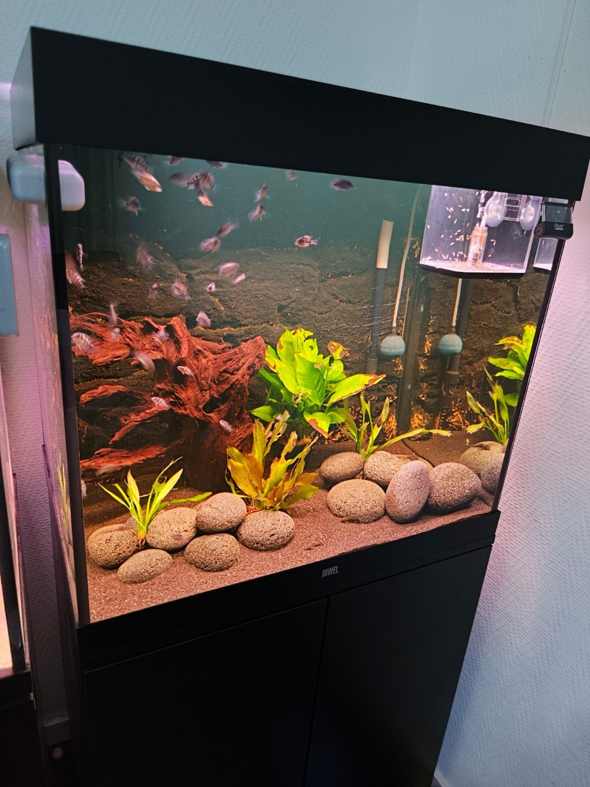 Juwel Lido 200 Aquarium, Dieren en Toebehoren, Ophalen