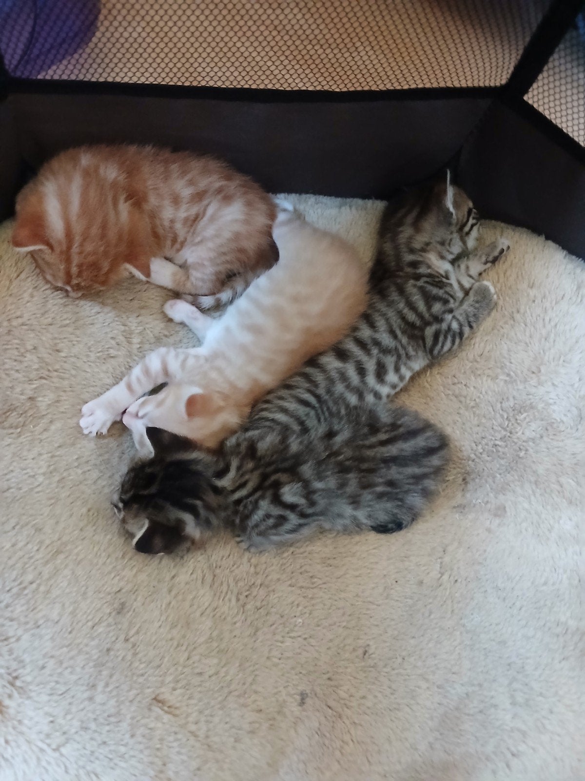 half bengeelse kittens tekoop, Meerdere dieren, 0 tot 2 jaar
